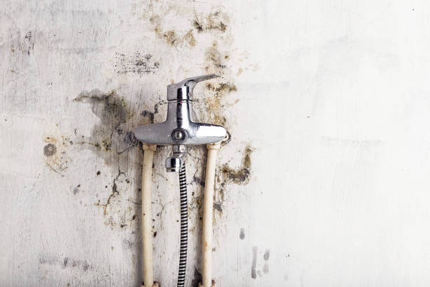 Best Commercial Mold Removal  in Pine Brook, NJ