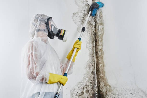 Mold Testing and Removal in Pine Brook, NJ