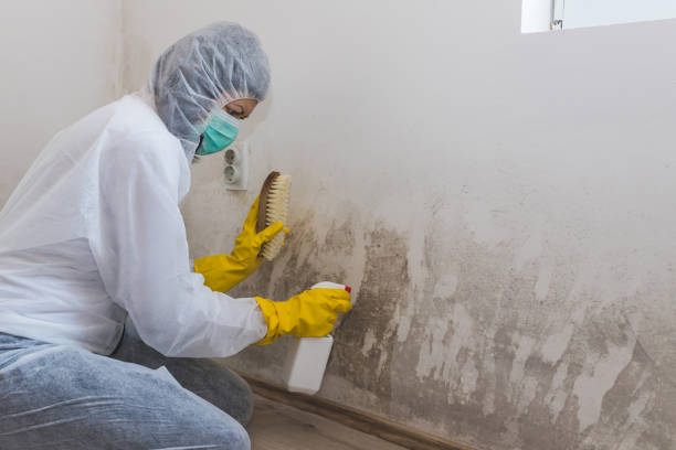 Best Residential Mold Removal  in Pine Brook, NJ
