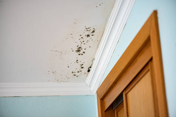 Best Mold Removal Near Me  in Pine Brook, NJ