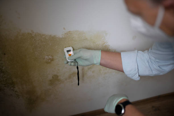 Best Mold Damage Repair  in Pine Brook, NJ