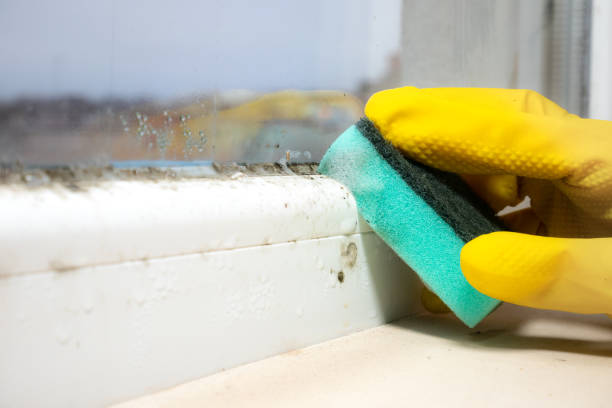 Home Mold Removal in Pine Brook, NJ