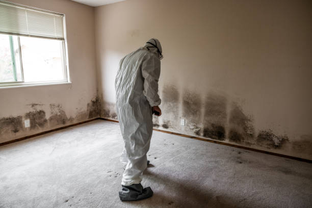 Best Attic Mold Removal  in Pine Brook, NJ