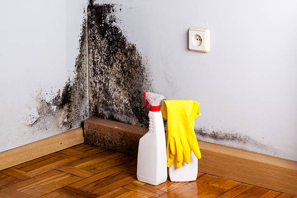 Attic Mold Removal in Pine Brook, NJ