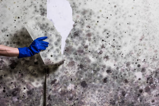 Best Mold Cleaning Services  in Pine Brook, NJ