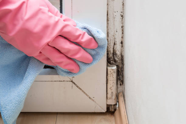 Best Home Mold Removal  in Pine Brook, NJ