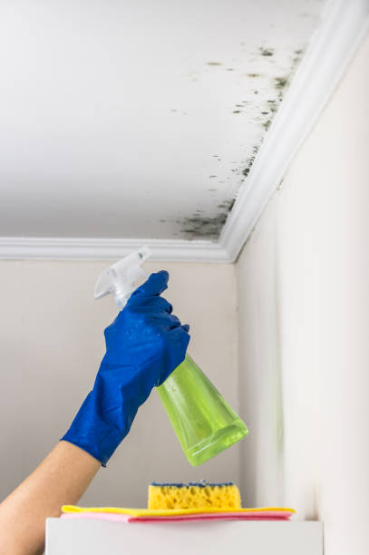 Best Mold Damage Repair  in Pine Brook, NJ