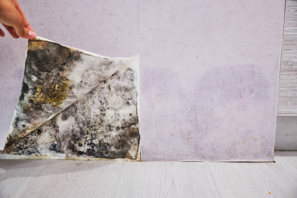Best Emergency Mold Removal  in Pine Brook, NJ